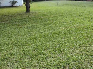 Larika P.'s Lawn Mowing Service service result