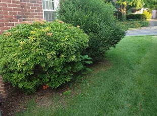 Bush Trimming by Z&D Landscape for Neena J. in Lancaster, PA