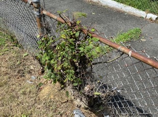 Bush Trimming by Stevo Lee for Keisha J. in Capitol Heights, MD