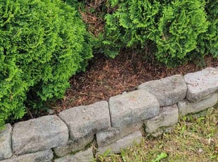 Weeding by Gustavo Martinez for Maryam O. in Alexandria, VA