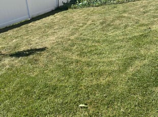 Jaye D.'s Yard Cutting service result