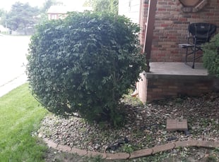 Cleanups by Josh Romberg for Meghan D. in Omaha, NE