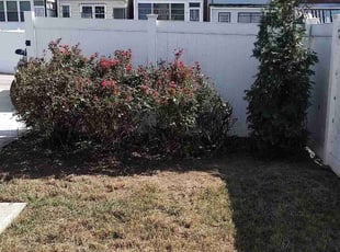 Bush Trimming by Allan Roberts for Will S. in Washington, DC