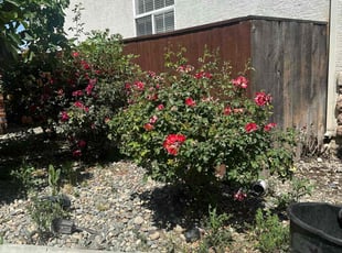 Bush Trimming by Arturo Aguirre for Andrew F. in Modesto, CA
