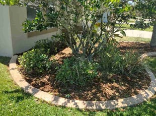 Bush Trimming by Chester Butler for Angelie P. in Zephyrhills, FL