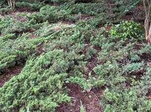 Cleanups by Scaroline LLC for David K. in Alpharetta, GA