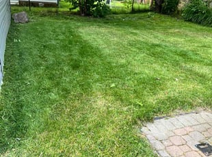Veronica P.'s Lawn Maintenance service result