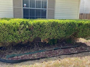 Bush Trimming by Stephen Robles for Felecia S. in San Antonio, TX