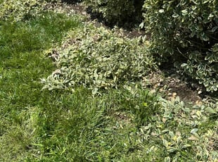 Bush Trimming by Jonathan Villatoro for Chris C. in Frederick, MD