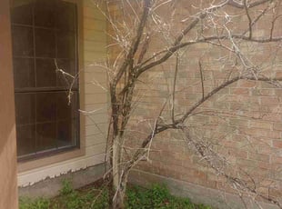 Bush Trimming by Christopher Webb for Corrie M. in Gonzales, LA