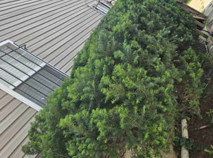 Bush Trimming by Luis Velasco Iraheta for Vita S. in Washington, DC