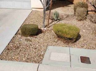 Bush Trimming by Lamont Johnson for Josh H. in Las Vegas, NV