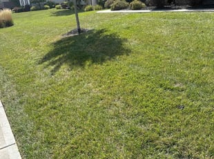 Candice P.'s Lawn Care service result