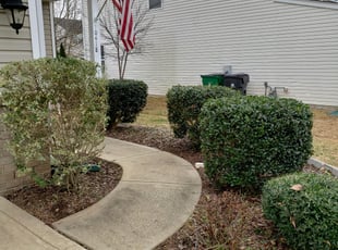 Bush Trimming by Matthew Headrick for Shawn S. in Charlotte, NC