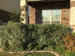 Bush Trimming by Thomas Toedt for Audrey G. in San Antonio, TX