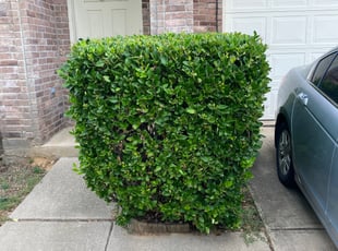 Bush Trimming by Kemron Grier for Marcus B. in Denton, TX