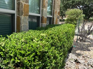 Bush Trimming by Eugene Cervantez for Diana H. in New Braunfels, TX