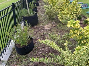 Mulching by Patrick Paul for John D. in Montverde, FL