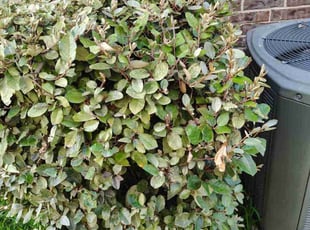 Bush Trimming by Enrique Ramirez for Creslyn D. in Baytown, TX