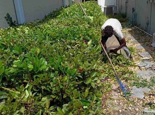 Bush Trimming by Willie Carmichael Jr for Marcus S. in Lake Mary, FL