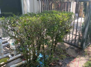Bush Trimming by Charles Walton for Victoria D. in Boynton Beach, FL
