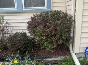 Bush Trimming by Johnathan Carter for Nadia B. in Gary, IN