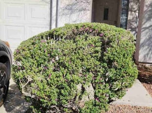 Bush Trimming by Lamont Johnson for Nick O. in Las Vegas, NV