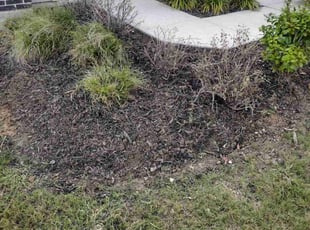 Weeding by Jeronimo Barrientos for Adam F. in San Marcos, TX