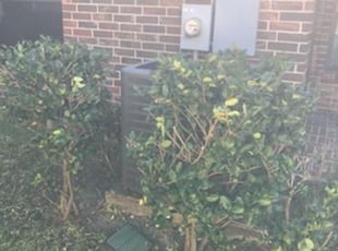 Bush Trimming by Domingo Rosas for DAndrea J. in Humble, TX