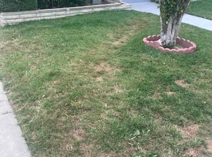 Bush Trimming by Ruben Jimenez for Robbie R. in Los Angeles, CA
