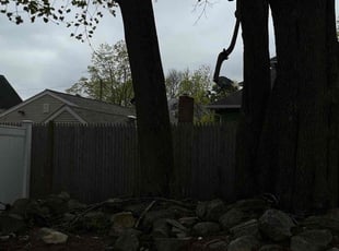 Leaf Removal by Ricardo Lopez for Karen W. in Brockton, MA