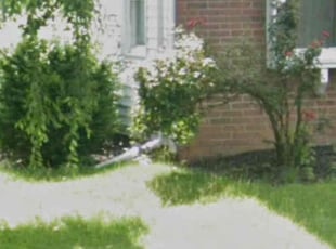 Bush Trimming by Amy Cruz for Nikima B. in Willingboro, NJ
