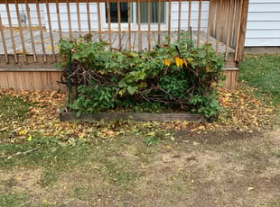 Bush Trimming by Ryan Cooper for Ronald O. in Grand Rapids, MI