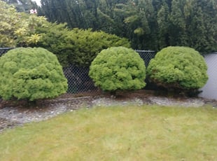 Bush Trimming by Marydonna Barkley for Peter A. in Tacoma, WA