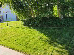 Elena G.'s Lawn Mowing service result
