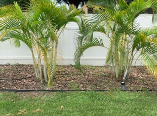 Bush Trimming by Tammy Melendez for Eric J. in Lakeland, FL