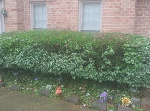 Bush Trimming by Joe Miller for Shirley C. in Memphis, TN
