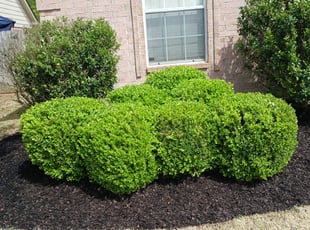 Mulching by Ashley McCarty for Mickie T. in Memphis, TN