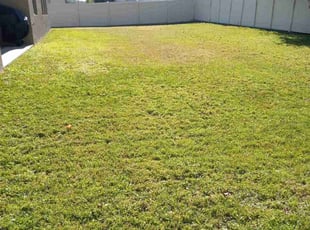 Anabel G.'s Lawn Service service result