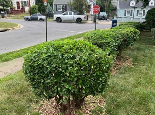 Bush Trimming by Ace Morris for Tanya L. in Hyattsville, MD