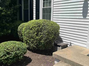 Bush Trimming by Bill Giampa for Jeff m. in Dumfries, VA