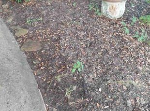 Leaf Removal by Antonio Villasenor for Giugi C. in Pearland, TX