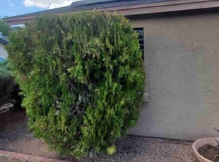 Bush Trimming by Chris Hawk for Danielle V. in Phoenix, AZ