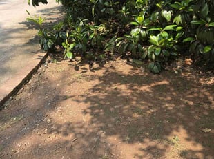 Leaf Removal by Kyle Bryant for Rick M. in Greenville, SC