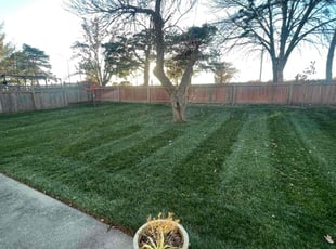 Venkata P.'s Yard Cutting service result