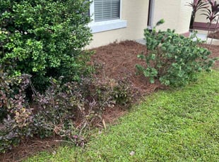 Mulching by Trace Valle for Jeff N. in Palm Coast, FL