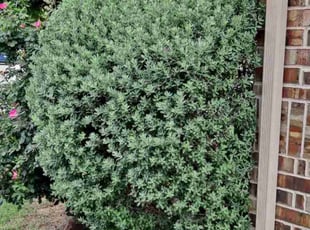 Bush Trimming by Martin Ross for Christopher A. in Anna, TX