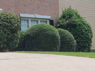 Bush Trimming by Chris Towery for Abel R. in Lawrenceville, GA