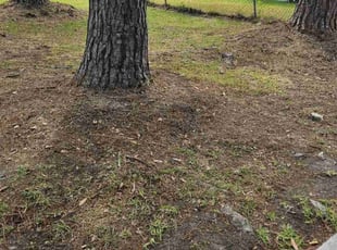 Leaf Removal by Jason Hughes for Jenelle h. in Savannah, GA