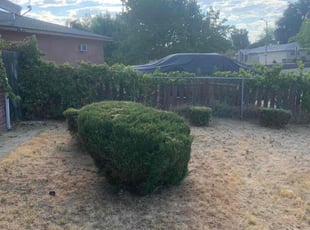 Bush Trimming by Jonathan Allen for Ryan B. in North Highlands, CA